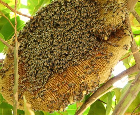 como espantar abelhas